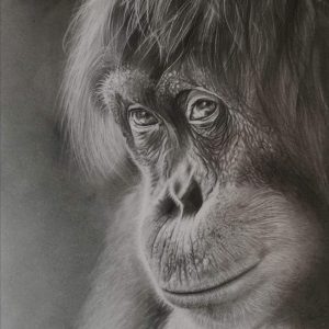 Portrait orang-outan - Dessin au crayon