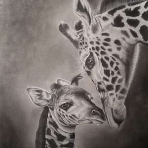 Portrait girafes - Dessin au crayon