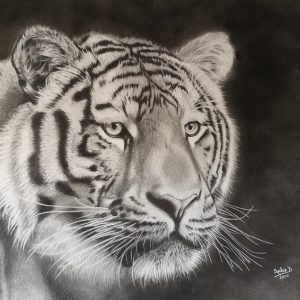 Portrait tigre - Dessin au crayon