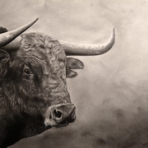 Portrait toro - Dessin au crayon